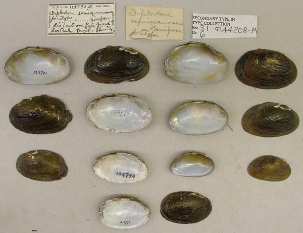 specimen