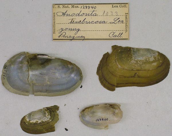 specimen
