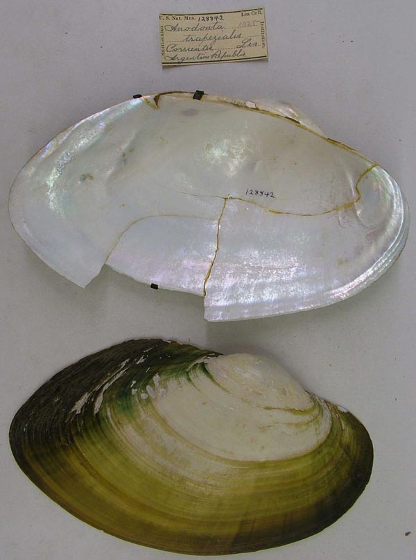 specimen