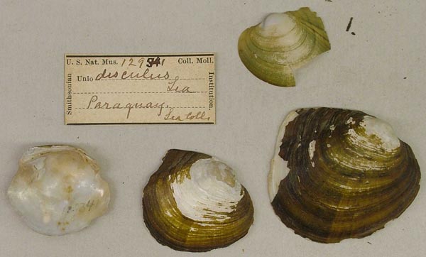 image of lot USNM_129341