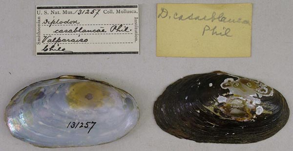 specimen