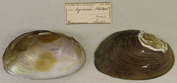 specimen