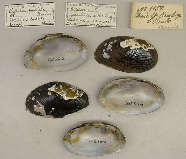 specimen