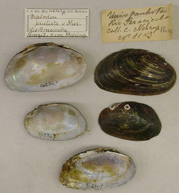 specimen