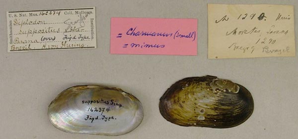 specimen