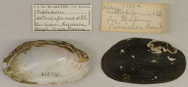 image of lot USNM_162390 image of lot USNM_162390