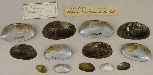 image of lot USNM_162391 image of lot USNM_162391