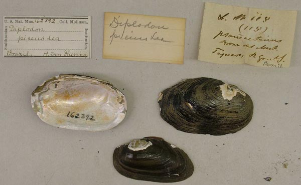 specimen