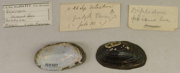 image of lot USNM_162393 image of lot USNM_162393