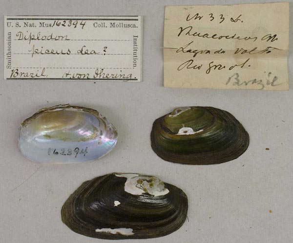 image of lot USNM_162394 image of lot USNM_162394