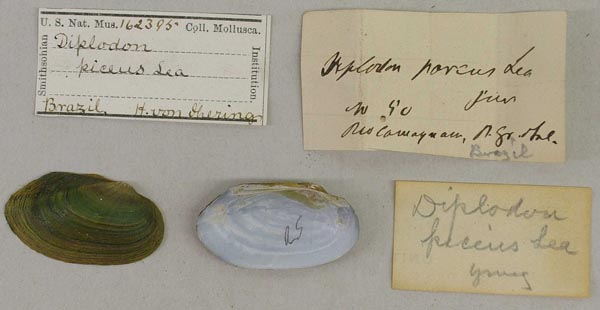 specimen