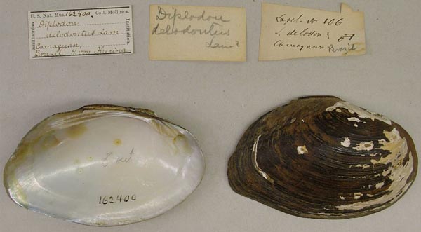 specimen