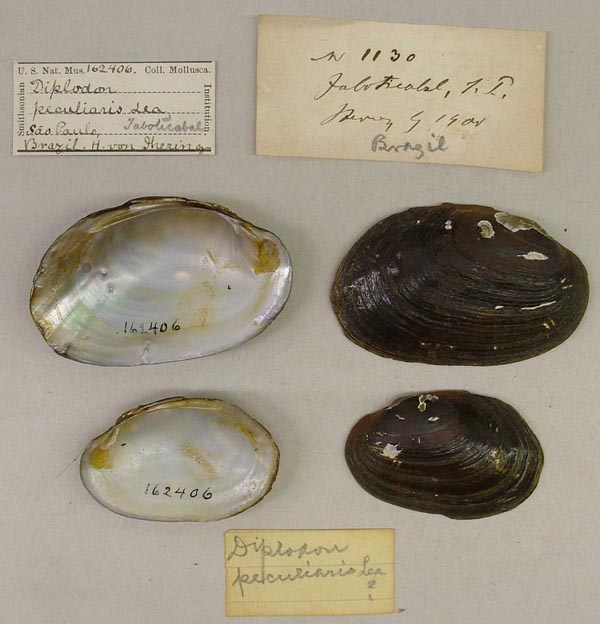 specimen
