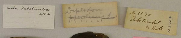 image of lot USNM_162409 image of lot USNM_162409