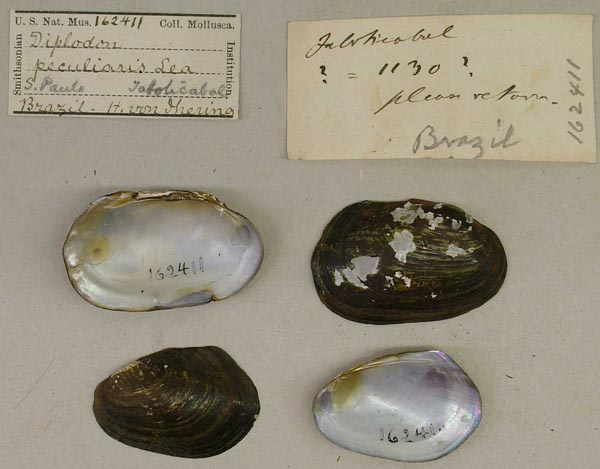 specimen