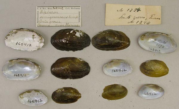 image of lot USNM_162412 image of lot USNM_162412