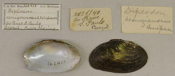 specimen