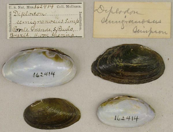 specimen