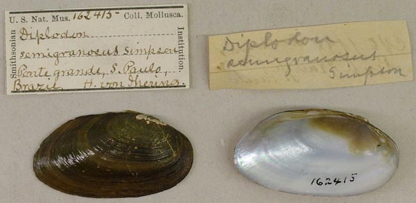 specimen