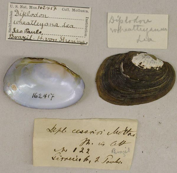 specimen