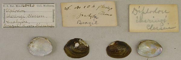 specimen