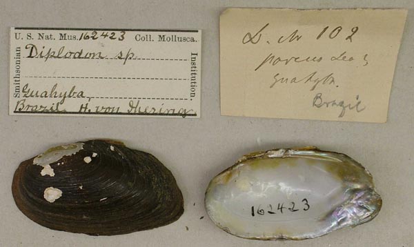 specimen