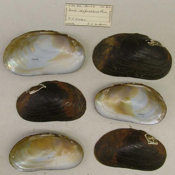 specimen