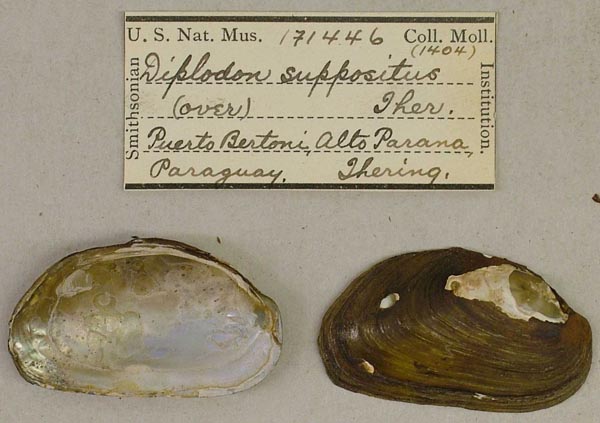 specimen
