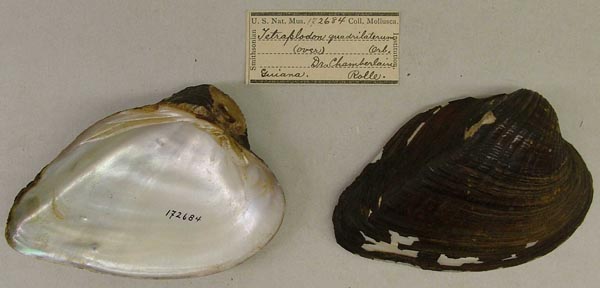 specimen