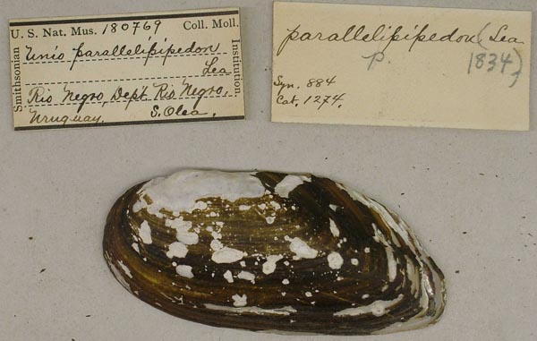 specimen