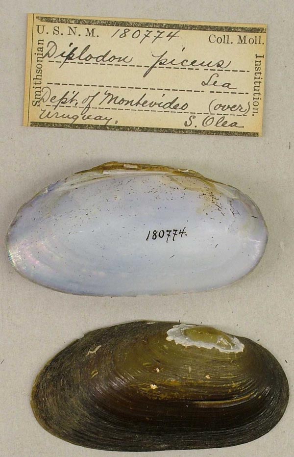 image of lot USNM_180774 image of lot USNM_180774