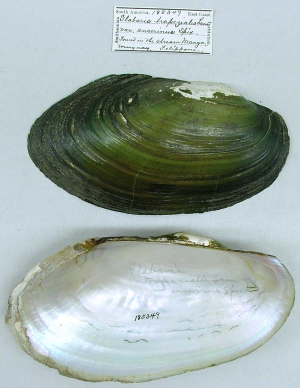 specimen