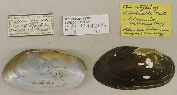 specimen