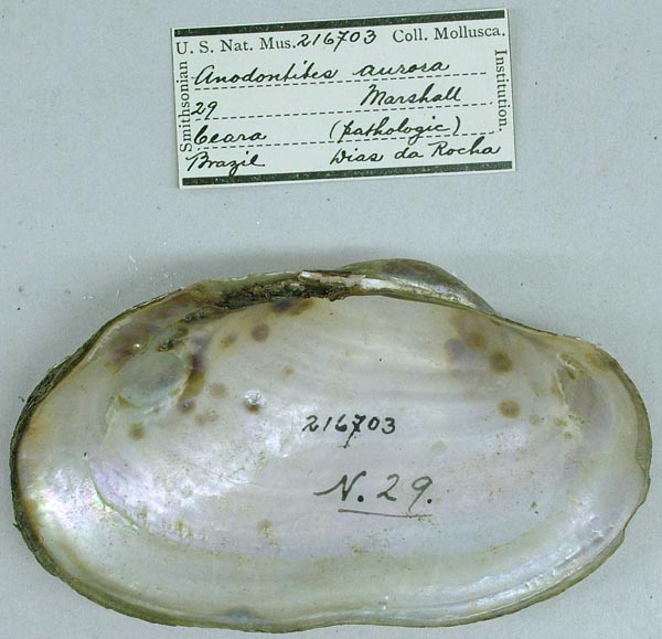 specimen