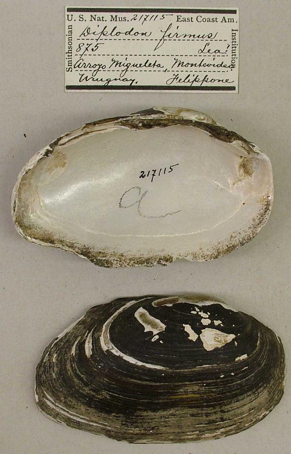 specimen