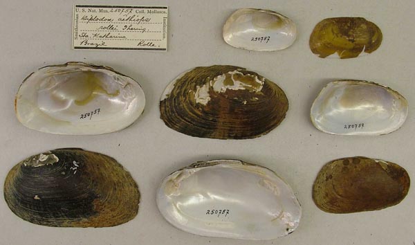 specimen