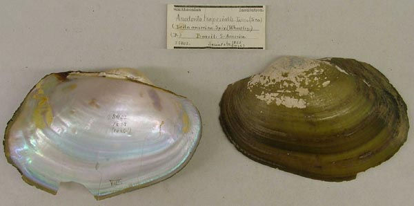 specimen