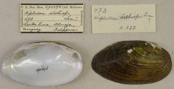 specimen