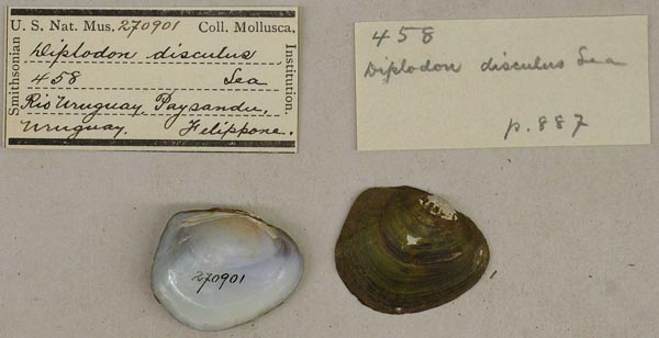 specimen