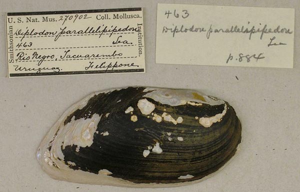specimen