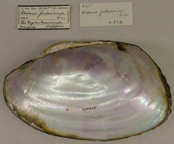 specimen