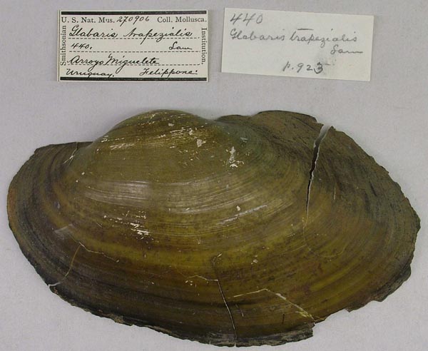 specimen
