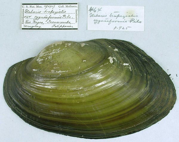 specimen