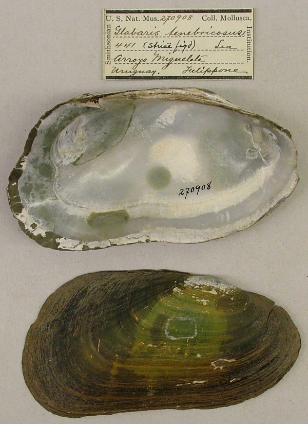 specimen
