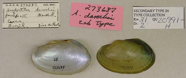 specimen