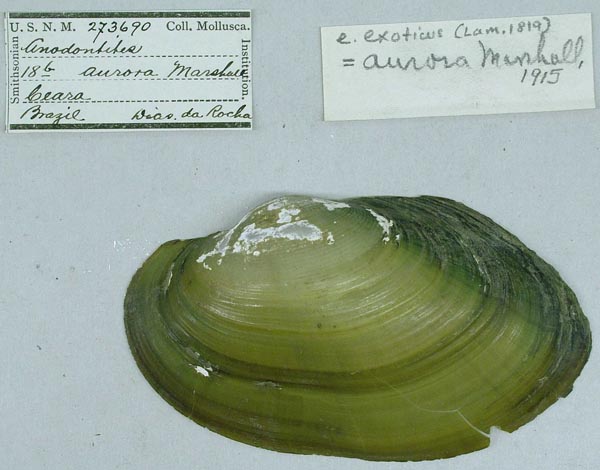 specimen
