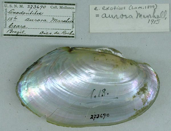 specimen