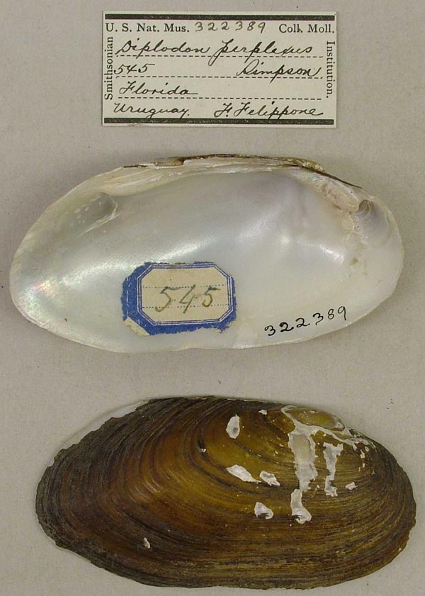 image of lot USNM_322389 image of lot USNM_322389