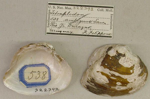 specimen
