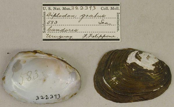 specimen